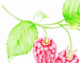 Huile de pépins de framboise rouge, pressée à froid et non raffinée