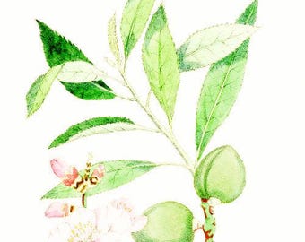 Huile d'amande douce biologique, huile d'amande douce pressée à froid et non raffinée, huile d'amande pure