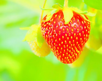 Strawberry Seed Oil, Virgin Strawberry Oil