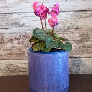 May include: A potted cyclamen plant with vibrant pink flowers and green leaves. The plant is in a cylindrical, textured, blue-purple pot. The background is a light-colored, weathered wood panel.