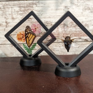 May include: Two black diamond-shaped shadow boxes with glass fronts. One box contains a preserved butterfly with pink and orange flowers. The other box contains a preserved cicada.