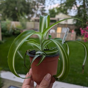 Curly Spider Plant Propagation | curly spider plant | propagation | baby plant | propagated | spider plant | Chlorophytum comosum Bonnie