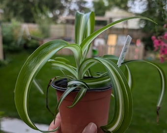 Curly Spider Plant Propagation | curly spider plant | propagation | baby plant | propagated | spider plant | Chlorophytum comosum Bonnie