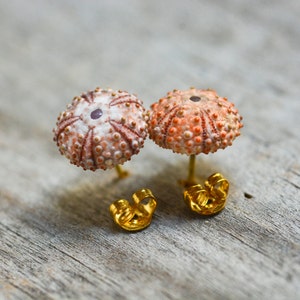 Pinke Seeigelseln kleine Ohrstecker, Muschel Schmuck, naturbelassenes Accessoire