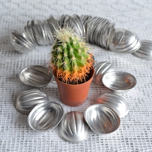Op de afbeelding: Een kleine cactus in een pot met groene en oranje tinten is omringd door verschillende zilveren, schelpvormige mallen. De mallen zijn in een cirkel rond de plant en in een gebogen lijn erachter gerangschikt. De items staan op een wit, getextureerd oppervlak.