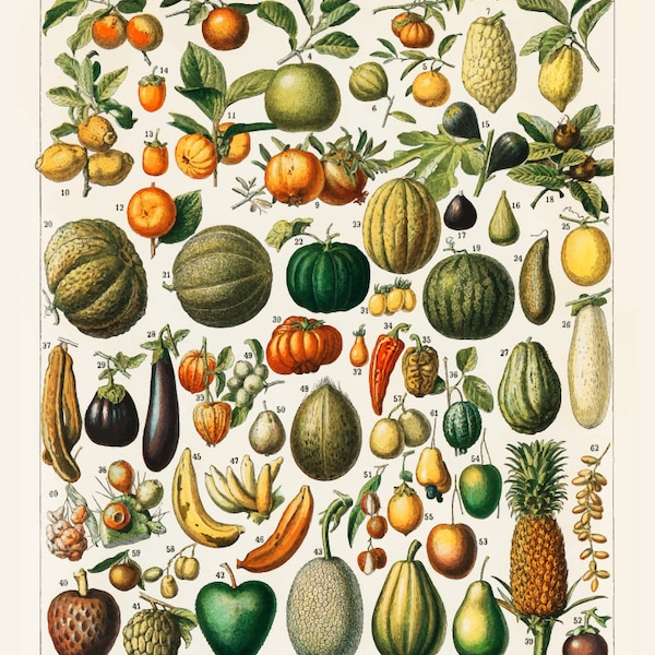 Vintage illustration variety fruits vegetables book Nouveau Larousse Illustre 1898 Pierre antique chromolithograph Wall Art Digital Print