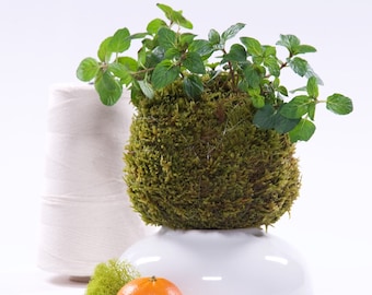 Gardening Kit, Kokedama Making Kit (Japanese Bonsai Moss Planter)