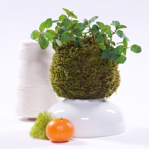 Kokedama Gartenbauset (Japanischer Bonsai Moos Überpflanzen)