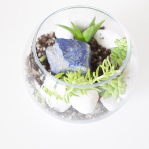 DIY Kit, Terrarium Building Kit, Complete Succulent Planter Kit