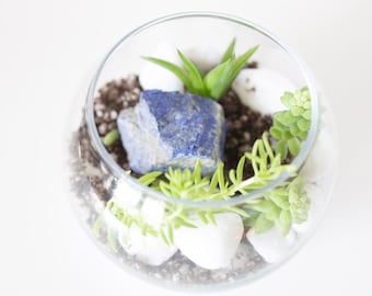 DIY Kit, Terrarium Building Kit, Complete Succulent Planter Kit