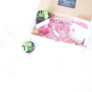 DIY Kit, Terrarium Building Kit, Complete Succulent Planter Kit image 7