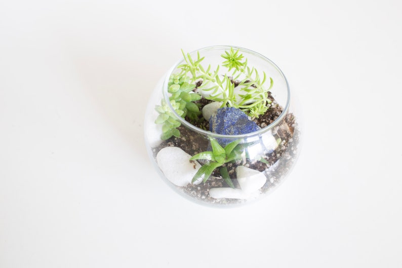 DIY Kit, Terrarium Building Kit, Complete Succulent Planter Kit image 6