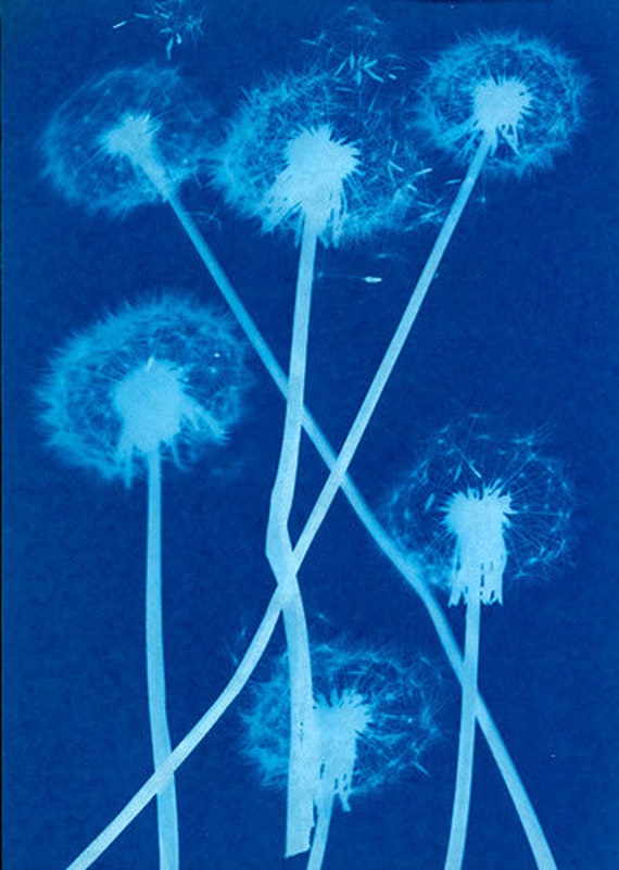 How To Create A Cyanotype Print