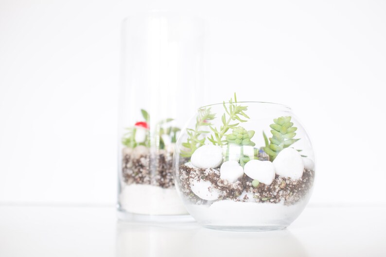 DIY Kit, Terrarium Building Kit, Complete Succulent Planter Kit image 4