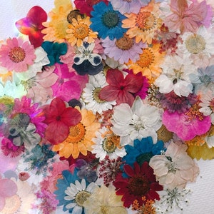 Pack de fleurs pressées avec carte de voeux fleur rose, fleurs séchées