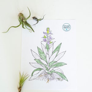 May include: A line drawing of a green and white air plant with purple flowers. The drawing is on a white sheet of paper with a small logo in the top right corner that says "Pop Shop America".