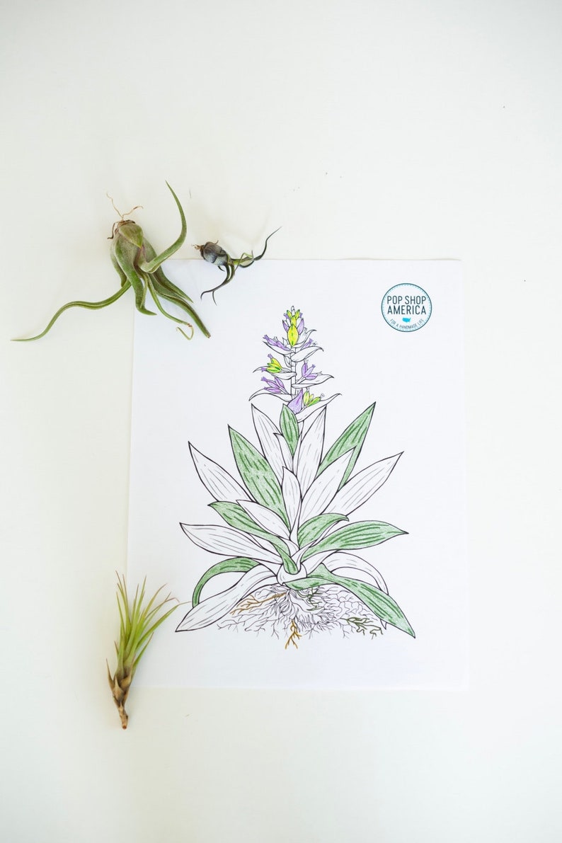 May include: A line drawing of a green and white air plant with purple flowers. The drawing is on a white sheet of paper with a small logo in the top right corner that says "Pop Shop America".