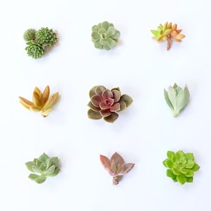 Pequeño paquete de esquejes suculentos, plantas vivas (esquejes sin raíces)