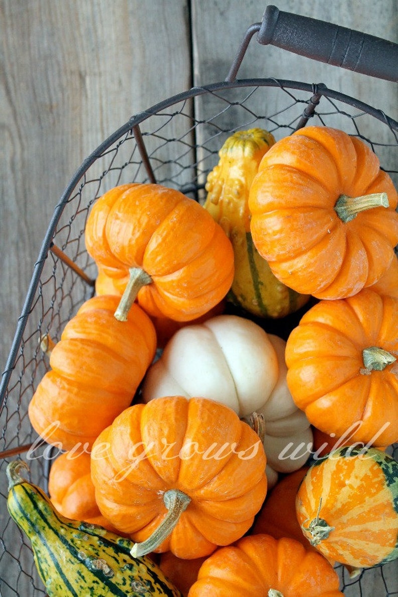 Pumpkin Basket Fall Photography Printable Instant Digital | Etsy