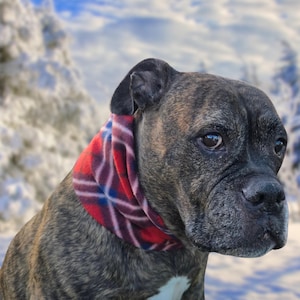 May include: A brindle-coated dog wearing a red, white, and blue plaid scarf. The dog has a white patch on its chest and is set against a snowy, wintery background with a blue sky.