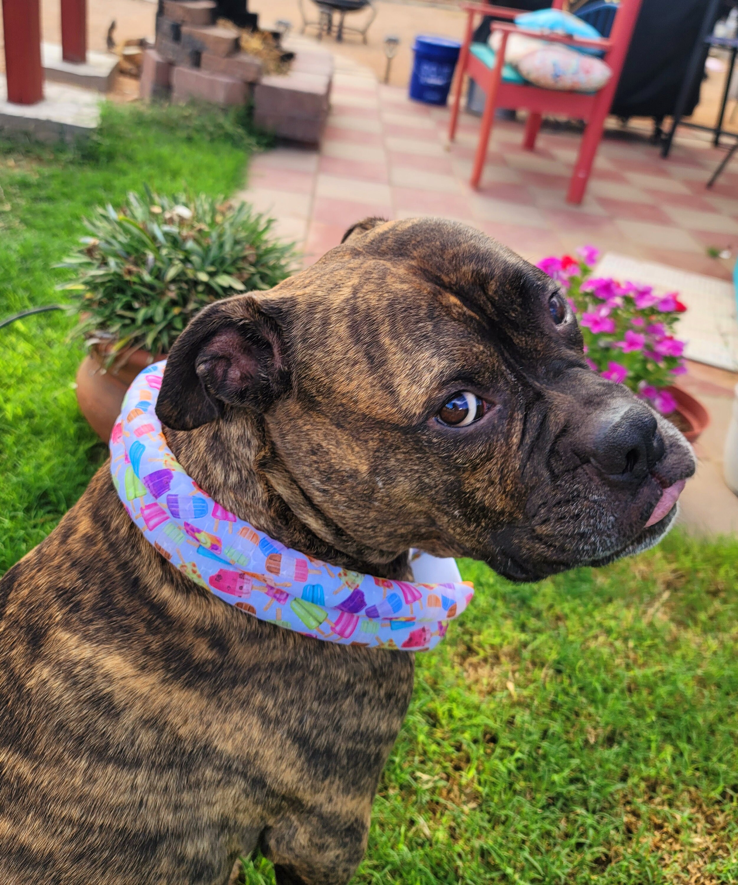 cold collar for dogs