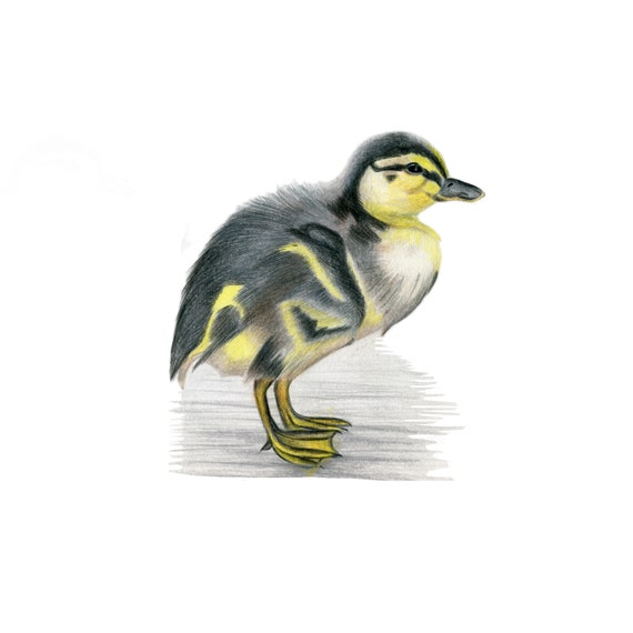 Bebe Canard Colvert Canard Tissu Autocollant De Mur Fait A La Etsy