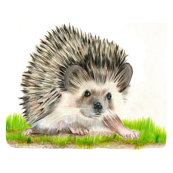 picture Hedgehog Fabric Uk etsy