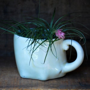 Puede incluir: Una taza de t&eacute; de cer&aacute;mica blanca llena de plantas verdes y una peque&ntilde;a flor rosa. La taza tiene un asa curva y est&aacute; colocada sobre un fondo de madera oscura, creando una est&eacute;tica r&uacute;stica.