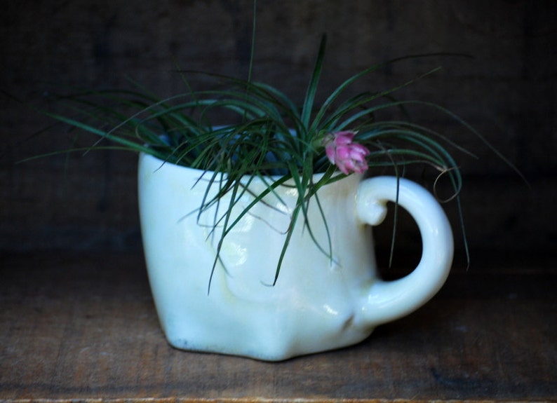 Puede incluir: Una taza de t&eacute; de cer&aacute;mica blanca llena de plantas verdes y una peque&ntilde;a flor rosa. La taza tiene un asa curva y est&aacute; colocada sobre un fondo de madera oscura, creando una est&eacute;tica r&uacute;stica.