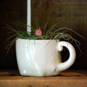 Puede incluir: Una taza de cer&aacute;mica blanca reutilizada como maceta, llena de plantas a&eacute;reas verdes y una peque&ntilde;a flor rosa. La taza tiene un asa curva y se encuentra sobre una estanter&iacute;a de madera, creando una est&eacute;tica r&uacute;stica y natural.