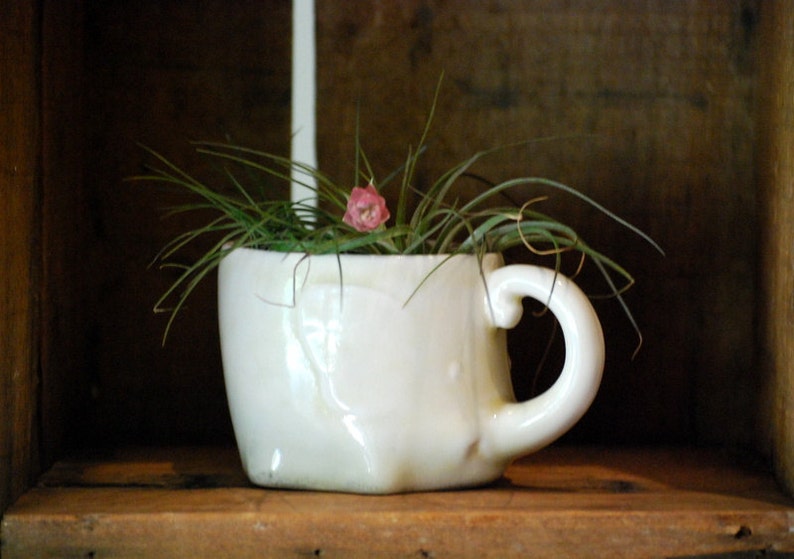 Puede incluir: Una taza de cer&aacute;mica blanca reutilizada como maceta, llena de plantas a&eacute;reas verdes y una peque&ntilde;a flor rosa. La taza tiene un asa curva y se encuentra sobre una estanter&iacute;a de madera, creando una est&eacute;tica r&uacute;stica y natural.