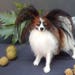 see more listings in the Small dogs replicas section