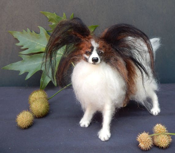 miniature papillon