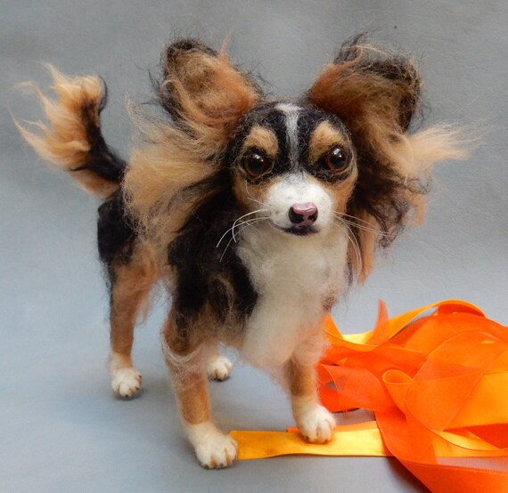 tri colored chihuahua