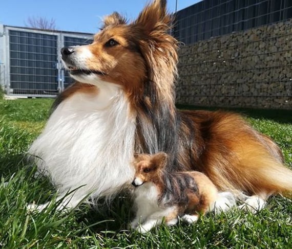 are shelties just tiny collies