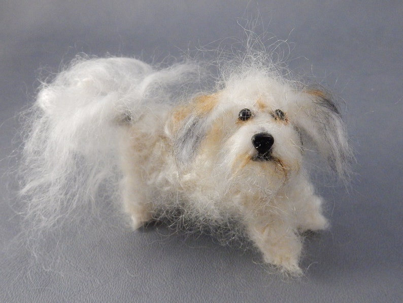 Bichon Frise Vs Havanese