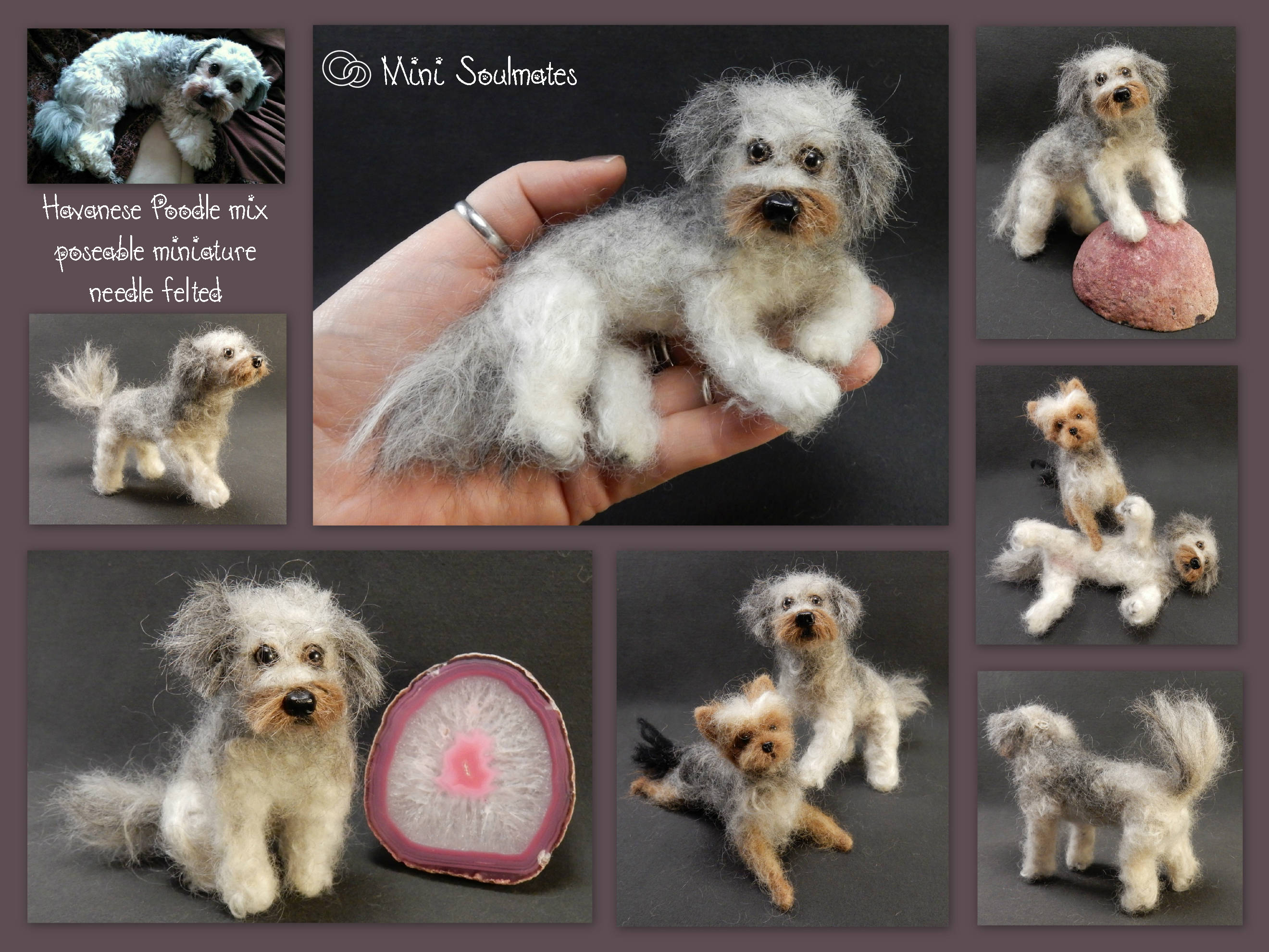 Miniature havanese 2025