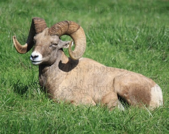 Foto di animali selvatici del Bighorn: ritratto di ariete (download digitale)