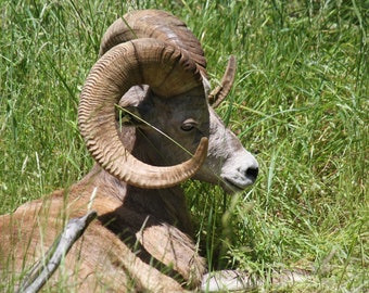 Ram wildlife, bighorn sheep printable image, Instant download, digital download, JPG file