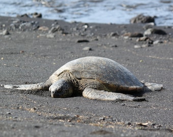 Tartaruga marina sulla spiaggia di Black Sand, Hawaii (foto scaricabile digitalmente)