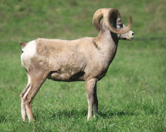 Foto di animali selvatici del Bighorn: ritratto di ariete (download digitale)