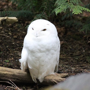 Snowy Owl Photography - Northwest Wildlife (Digital Download)