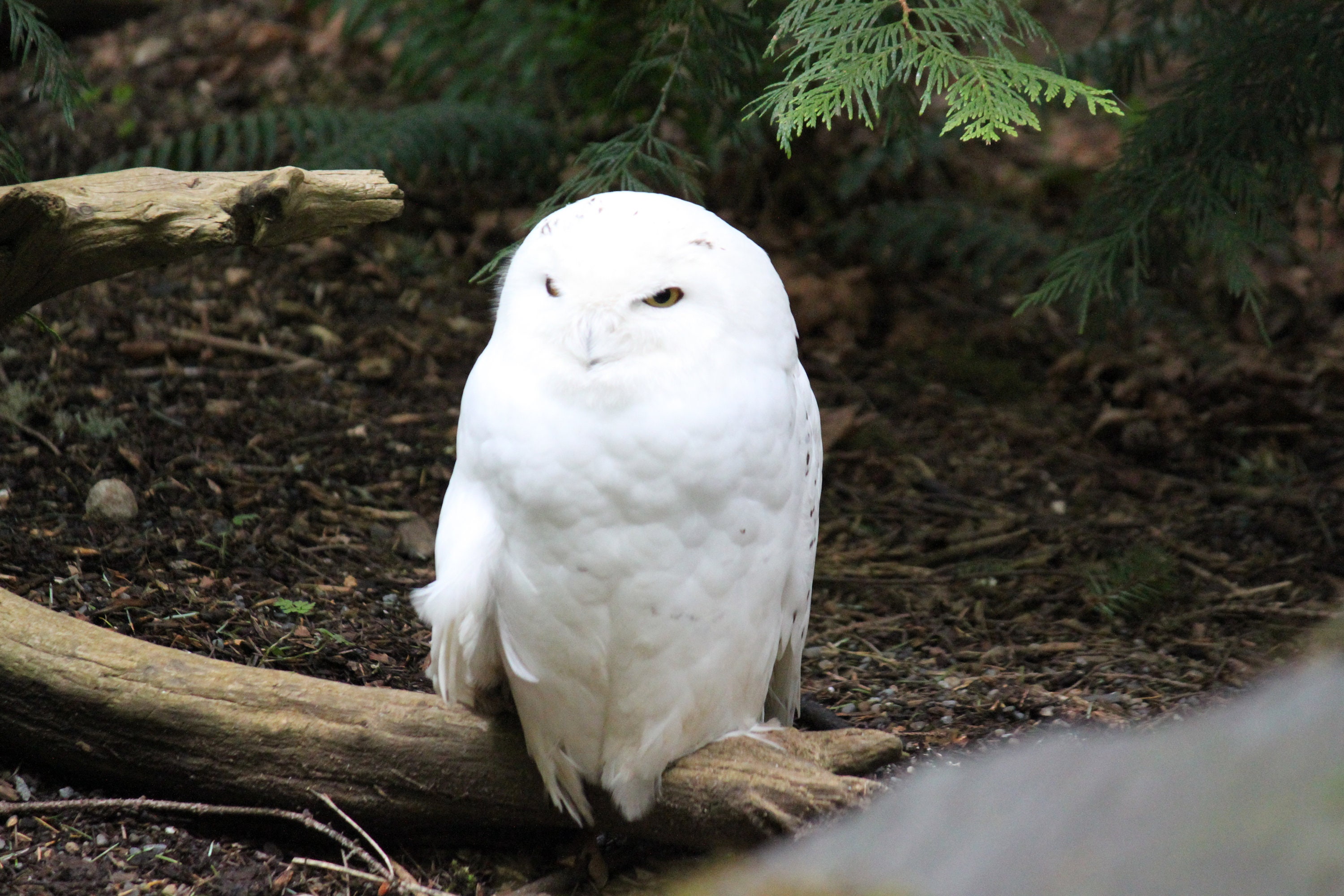 Snowy Owl Photography - Northwest Wildlife (Digital Download)