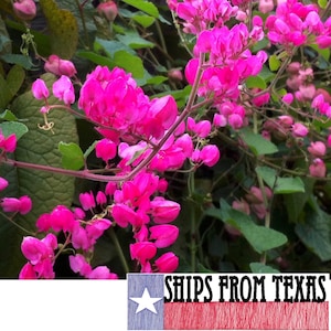 ANTIGONON LEPTOPUS, Coral Vine, Queen's Crown, Queen's Wreath, Easy Everblooming Perennial Heirloom Vine, Constant Color Display, 20 SEEDS