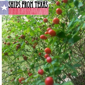 CHILE PETIN/Tepin/Pequin, Capsicum annuum...Hot HOT Pepper, Packs Quite a Wallop, Texas Tough, 100 Fresh Homegrown Seeds