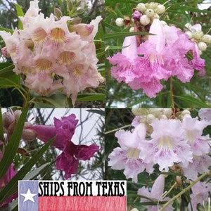 CHILOPSISI LINEARIS, Texas Desert Willow, Bow Willow, Mimbre, Desert Catalpa, Arizona Willow, Mixed Colors, 30+ FRESH Seeds
