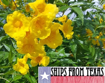 TECOMA STANS (50 semi) Eperanza, Campanule gialle, Sambuco giallo, Tronodor, Trompetilla, Ginger-Thomas, Tromba gialla, ama il SOLE!!!