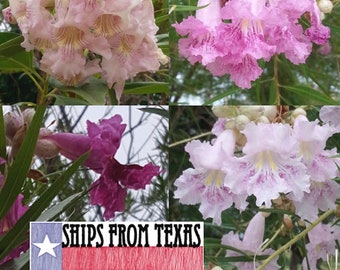 CHILOPSISI LINEARIS, Texas Desert Willow, Bow Willow, Mimbre, Desert Catalpa, Arizona Willow, Mixed Colors, 30+ FRESH Seeds