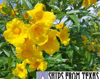 TECOMA STANS (25 Seeds) Eperanza, Yellow Bells, Yellow Elder, Tronodor, Trompetilla, Ginger-Thomas, Yellow Trumpet Bush, Loves SUN!!!