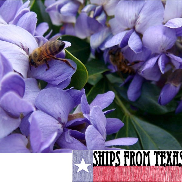 TEXAS MOUNTAIN LAUREL, Sophora secundiflora (Dermatophyllum secundiflorum), Beautiful Small Evergreen, Fragrant Flowering Tx Native, 10 Sds